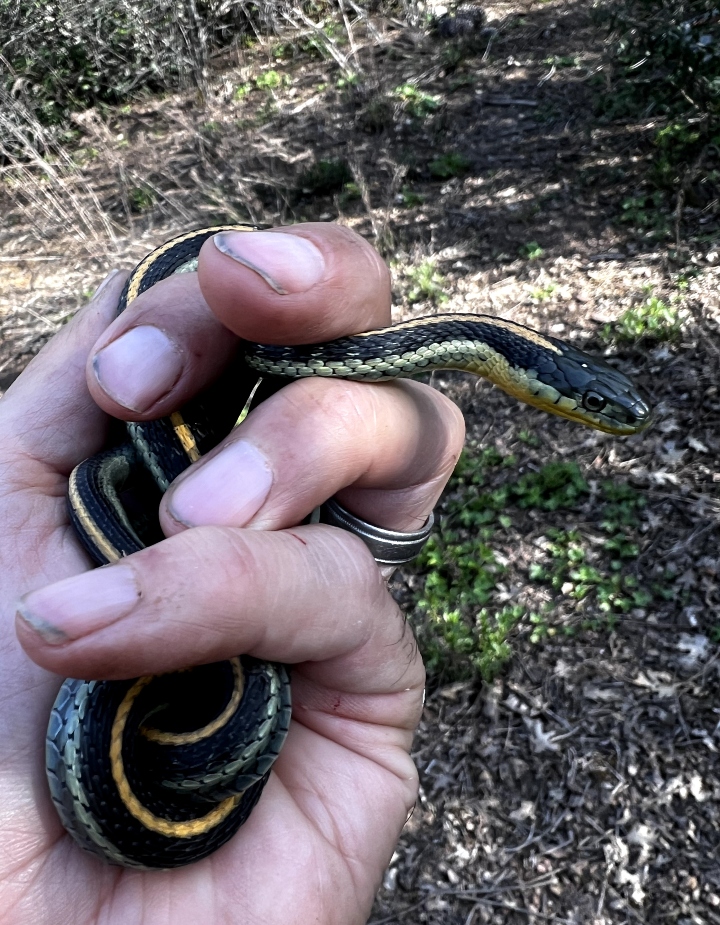 Diablo Range Garter Snake